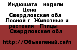 Индюшата 3 недели › Цена ­ 350 - Свердловская обл., Лесной г. Животные и растения » Птицы   . Свердловская обл.